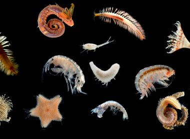 Capitolo Secondo - La vita segreta del reef: i ruoli di benthos e zooplancton.
