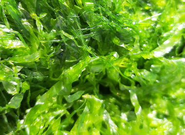 Novità - BEA Pure Algae: Alghe fresche al naturale!