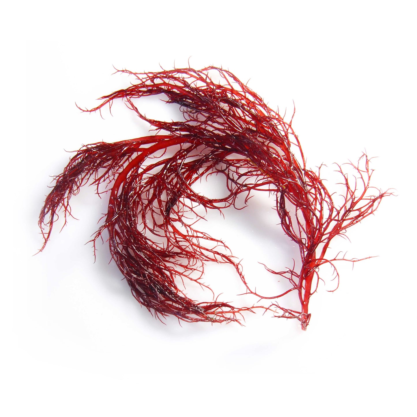 Gracilaria tikvahiae