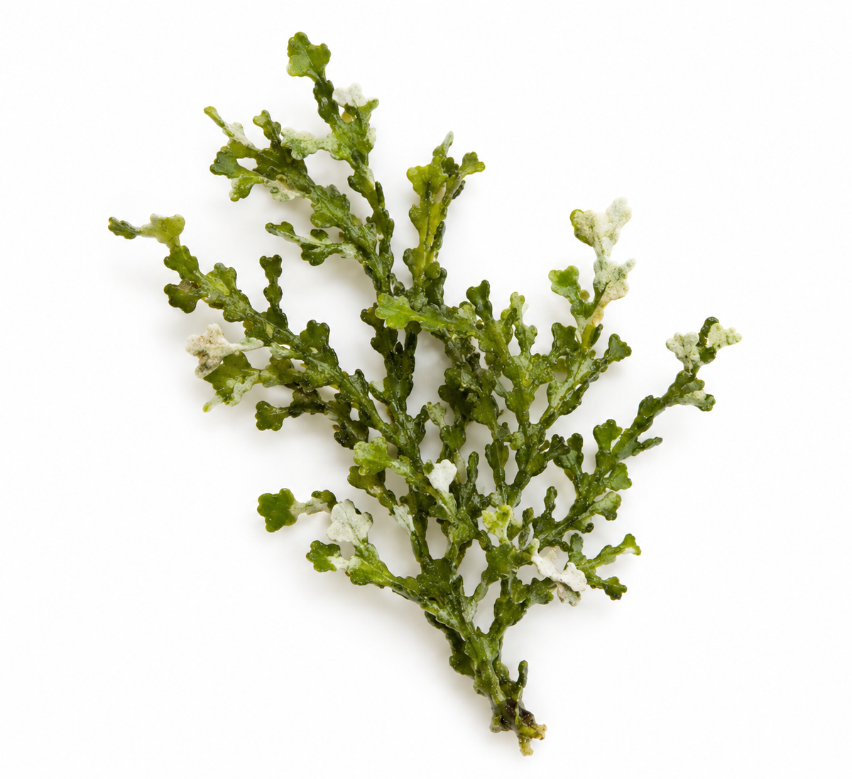 Halimeda opuntia