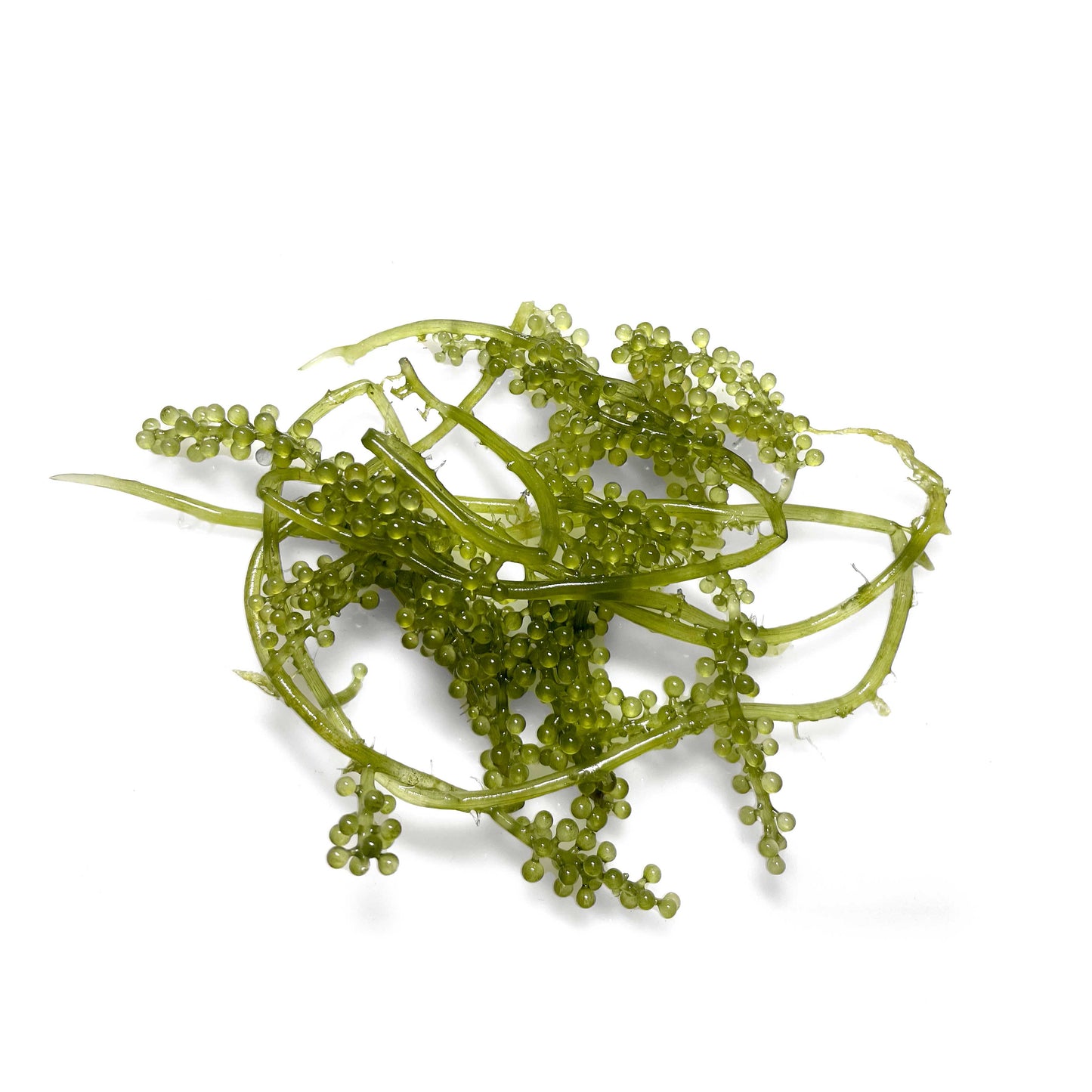 Caulerpa lentillifera