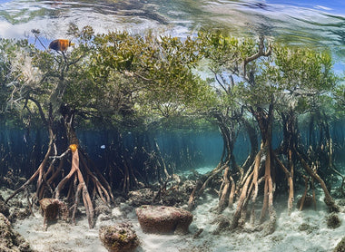 BEA Bio Boost – La biodiversità invisibile che cambia l’acquario.