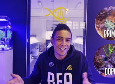 Da acquario fuori controllo a sistema stabile: guida per il recupero completo di un acquario marino!