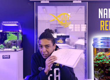 Come gestire un Nano Reef: tutto quello che devi sapere 🌊